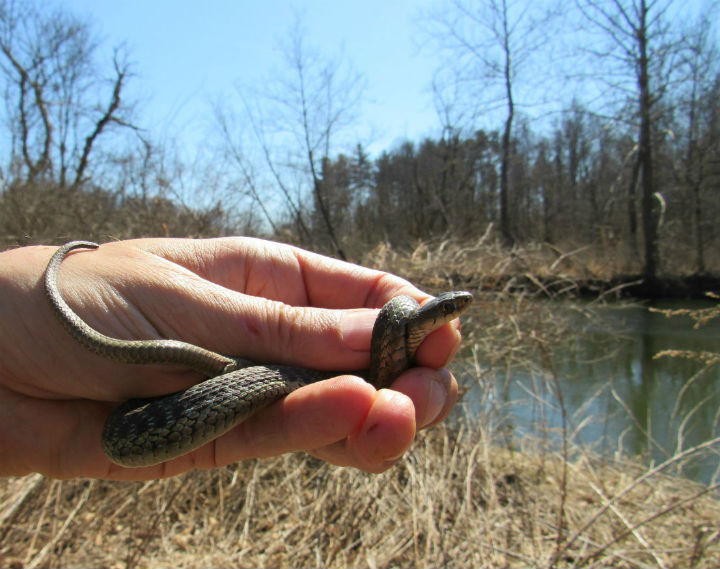 Eastern Garter Snake